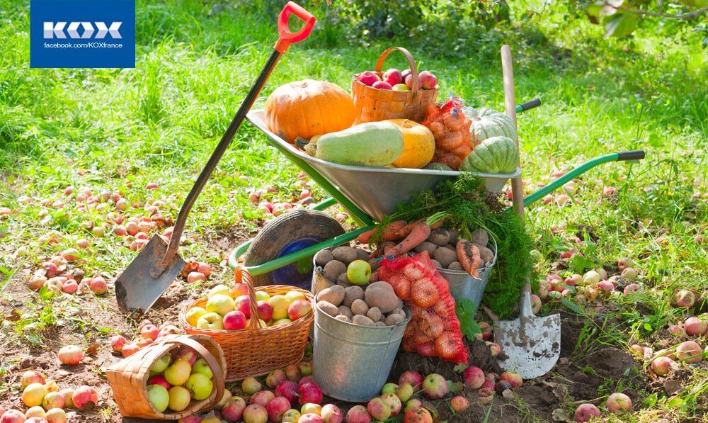 ab2-meilleurs-conseils-jardinage-fin-automne-debut-lautomne-recolte-fruits-legumes-oignon-fleurs-outils-guide-plantes-resistantes-arbres-tailler