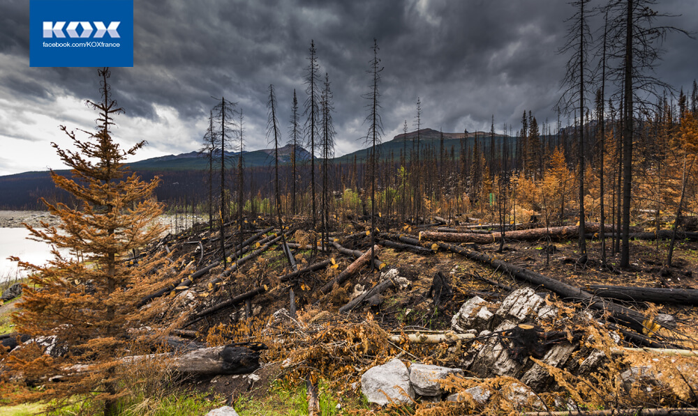 ab2-risque-feux-foret-conseils-pour-ouvriers-forestiers-periode-changement-climatique