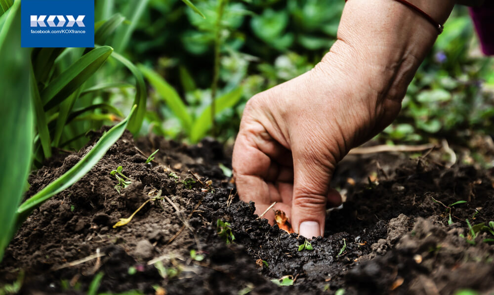 ab3-meilleurs-conseils-jardinage-fin-automne-debut-lautomne-recolte-fruits-legumes-oignon-fleurs-outils-guide-plantes-resistantes-arbres-tailler