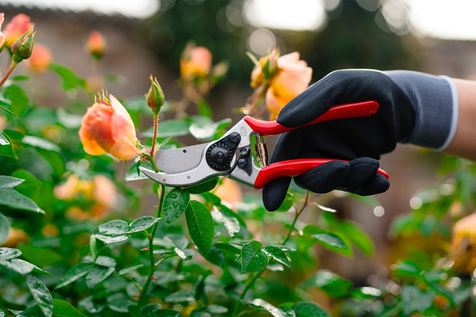 Main gant�e coupant avec un s�cateur rouge la tige d’une rose fan�e dans un massif de rosiers.