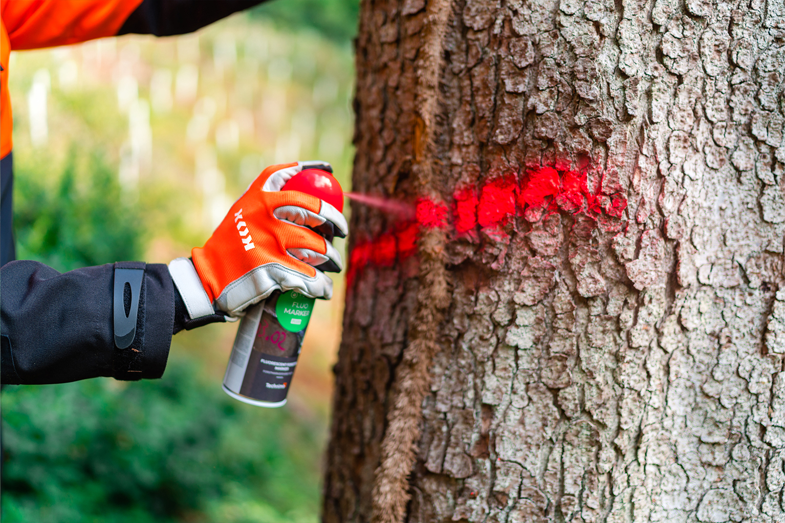 Une main gant�e d’un gant de travail orange marque un tronc d’arbre en for�t avec de la peinture rouge en spray.