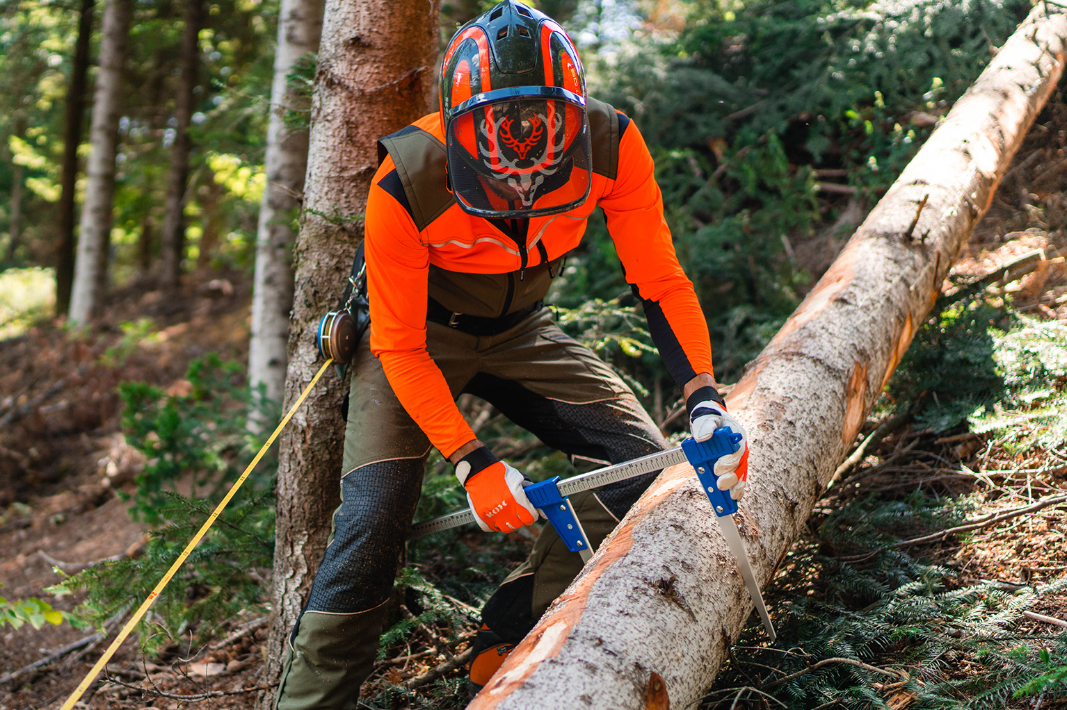 Personne en vtements anti-coupures orange et vert mesure le diamtre d’un tronc abattu en sylviculture  l’aide d’un compas forestier bleu.