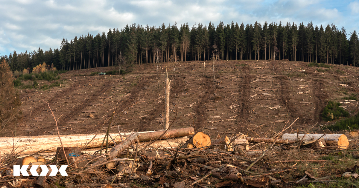 Les coupes de bois non durables 