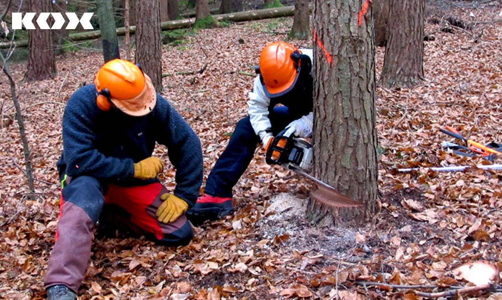 Cinq conseils pour la formation de forestier(re) en 2022 : Salaire, conditions, candidature, tches et quipement forestier