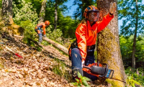 LES FEMMES BCHERONNES