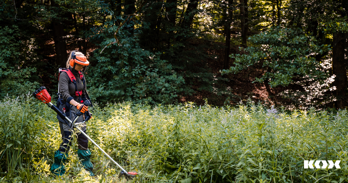 Protection contre la vgtation d'accompagnement indsirable dans la fort : Conseils et mesures contre la croissance indsirable