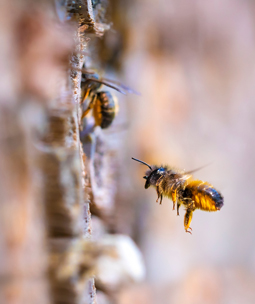 Projets de jardinage DIY