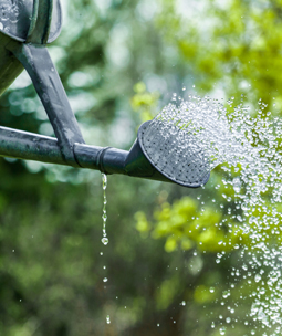 Conseils de jardinage